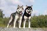 ALASKAN MALAMUTE 410